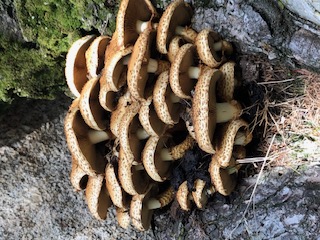Funghi