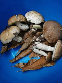 funghi